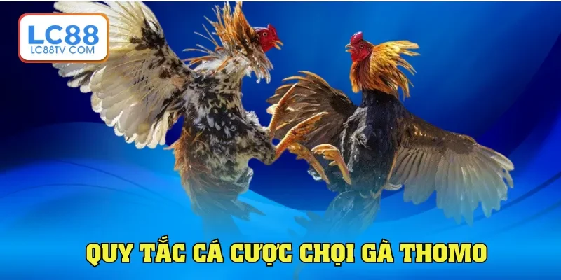 Quy tắc cá cược chọi gà Thomo